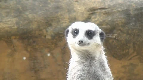 Meerkats, Mongooses, Zoo Animals, Wildlife, 2D, 3D Stock Footage