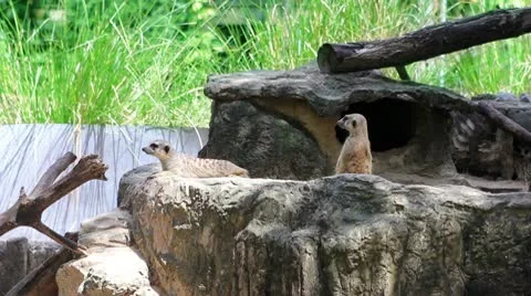 Meerkats in nature Video stock 10563201