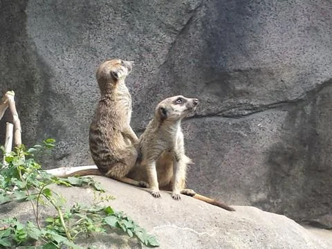 Meerkats Photos