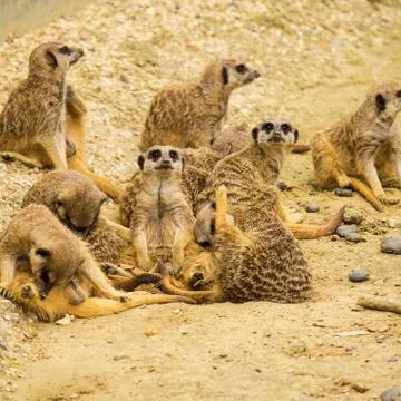 Meerkats Stock Photos