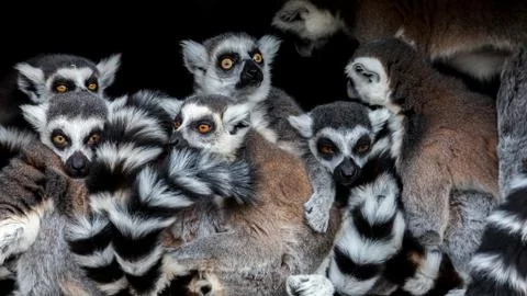 Meerkats ! Stock Photos