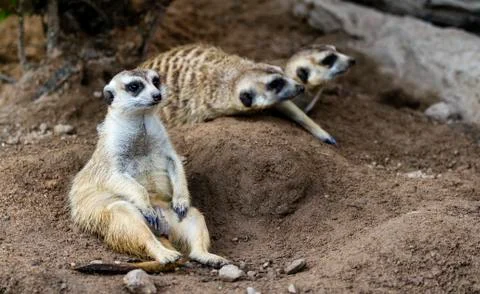 Meerkats Stock Photos