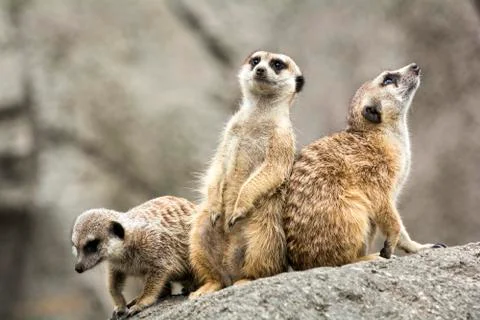 Meerkats Foto stock
