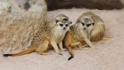 Meerkats Stock Photos
