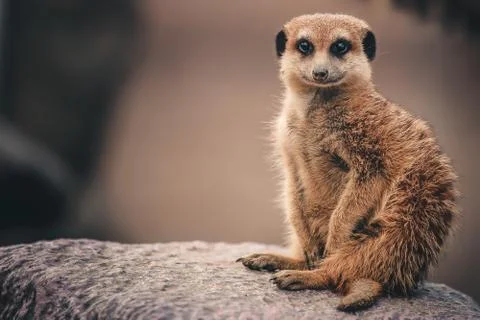Meerkats 写真素材