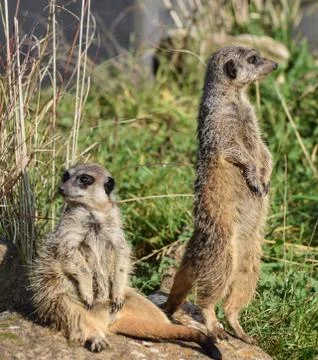 Meerkats Stock Photos