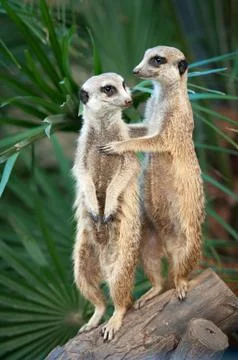 Meerkats Stock Photos