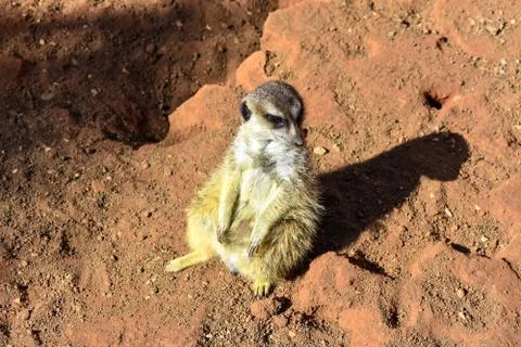 MEERKATS Stock Photos