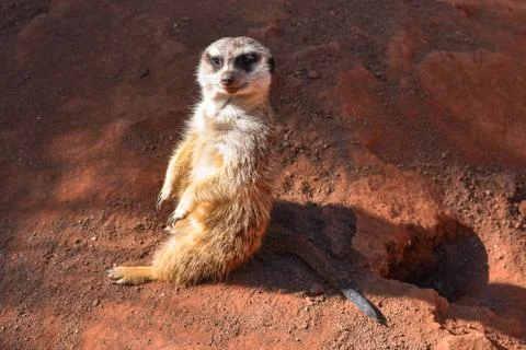 MEERKATS Stock Photos