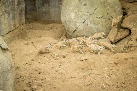 Meerkats Stock-Fotos