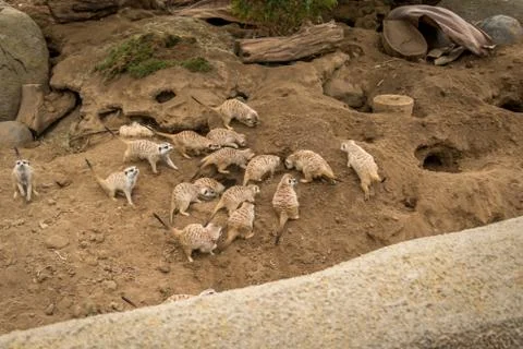 Meerkats Stock-Fotos