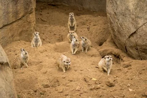 Meerkats Stock-Fotos