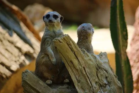 Meerkats 库存照片