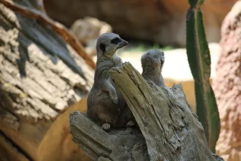 Meerkats 库存照片
