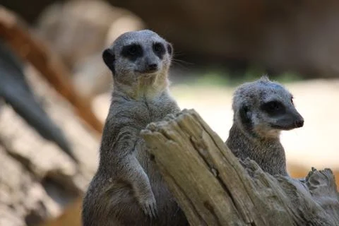 Meerkats 库存照片