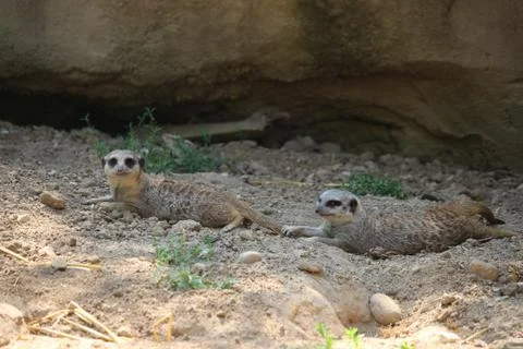 Meerkats 库存照片