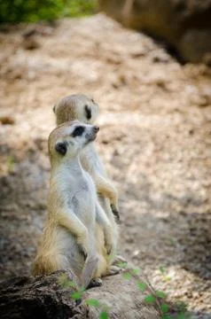 Meerkats Stock Photos