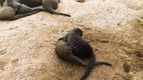Meerkats playfully fighting Stock Footage 120529528