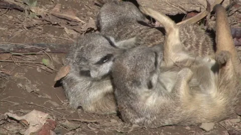 Meerkats playing Stock Footage 908442