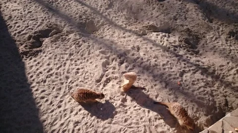 Meerkats playing with people Stock Footage 49525073