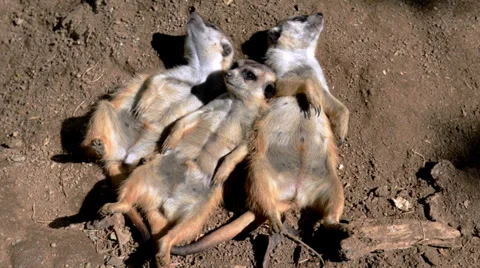 Meerkats resting on the beach Stock Footage 32481932