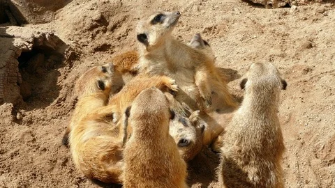 Meerkats resting. Stock Footage 77716469