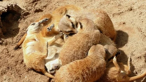 Meerkats resting. Stock Footage 77716634