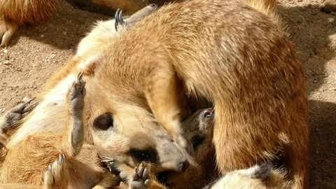 Meerkats resting. Video stock 77723901
