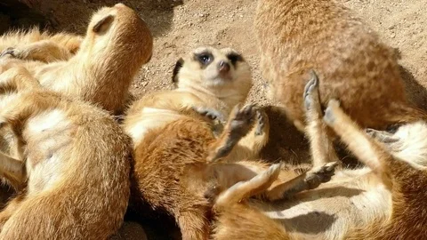 Meerkats resting. Stock Footage 77728225