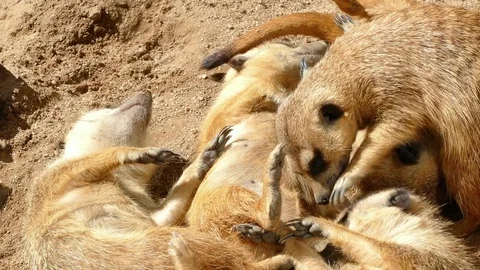 Meerkats resting. Video stock 77728797