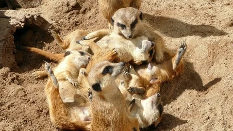 Meerkats resting. Video stock 77751915