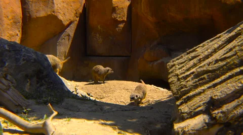 Meerkats running between rocks Stock Footage 66205997