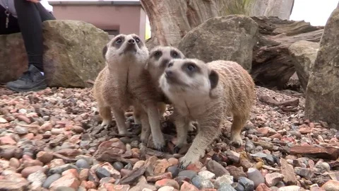 Meerkats running towards camera Stock Footage 84900805