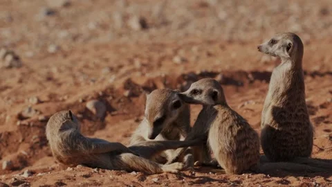 Meerkats Social Behavior In Namibia Stock Footage 328900794