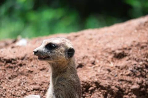 Meerkats while on a bark and observing looking around Stock Photos