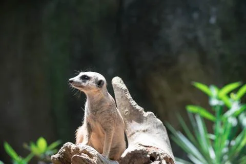 Meerkats while on a bark and observing looking around Stock Photos