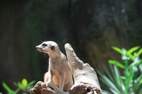 Meerkats while on a bark and observing looking around Stock Photos