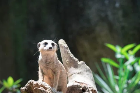 Meerkats while on a bark and observing looking around Stock Photos