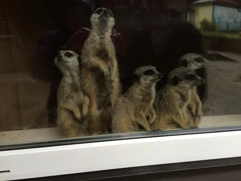 Meerkats on the window ledge Stock Photos
