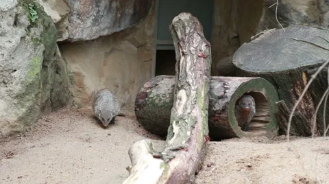 Meerkats in the zoo Stock Footage 40522387