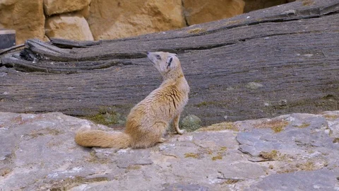 Meerkats in the zoo Stock Footage 97212828