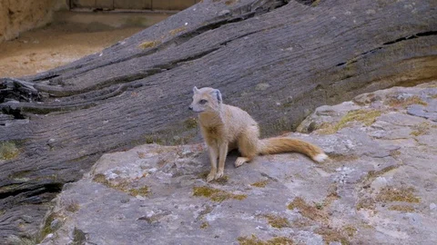 Meerkats in the zoo Stock Footage 97212962