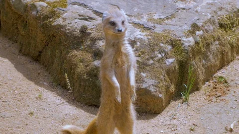 Meerkats in the zoo Stock Footage 97212976