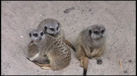 Meerkats3_1080 Stock Footage 10600419