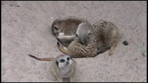 Meerkats_1 1080 Stock Footage 10600423