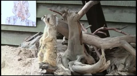 Meerkats_2_1080 Stock Footage 10600409