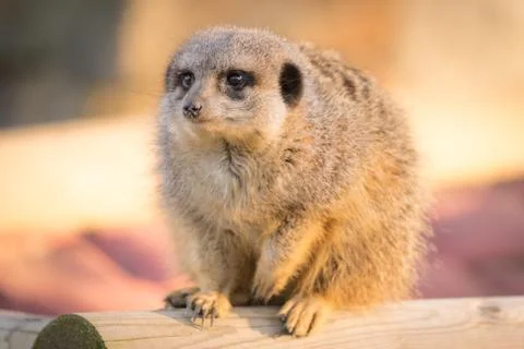 A Meerket Crouching Down On A Log Looking Around Stock Photos