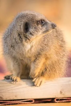 A Meerket Crouching Down On A Log Looking Around Foto stock