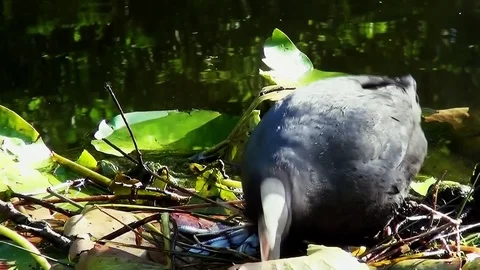 Meerkoet bouwt een nest op het water8 Stock Footage 97210341