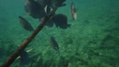 Meet the amazing parrot fish whose coral crunching bite can be heard on Video stock 118502055